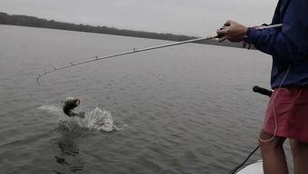 海杆中鱼视频,捕捉海洋之美