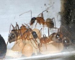 蚂蚁产卵视频,揭秘昆虫世界的繁衍奥秘