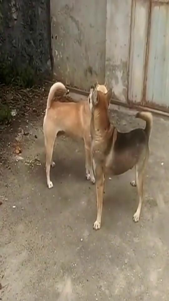 骨沙犬打架视频,一场热血沸腾的犬界争霸战