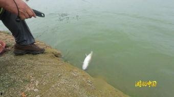 淡水钓鱼视频,跟随视频体验垂钓魅力