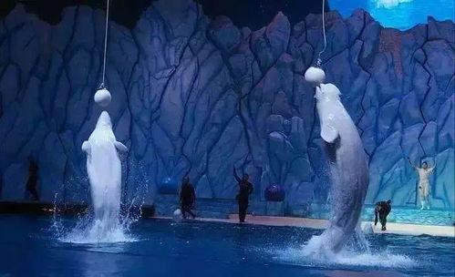 冰山过山车视频,惊险刺激的极限体验揭秘