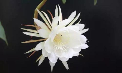 昙花一现的视频,瞬间绽放的美丽瞬间