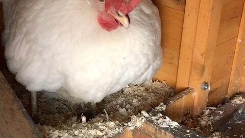 母鸡下蛋叫声视频