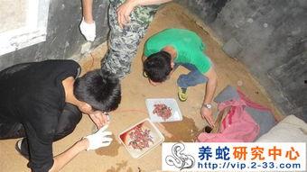 灵山养蛇视频,揭秘神秘养蛇技艺